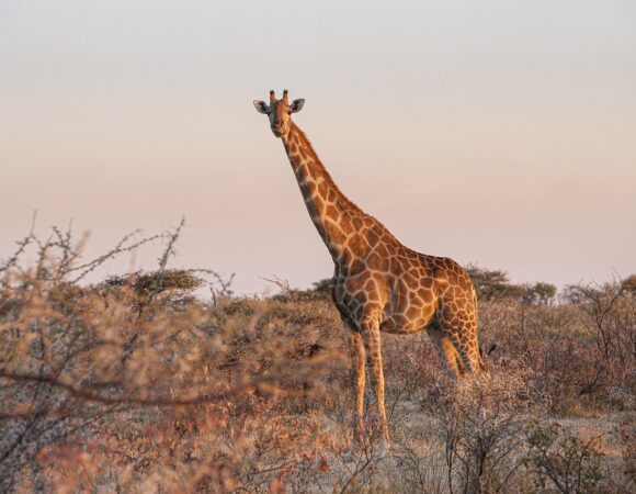8-Day Classic Kenya Safari