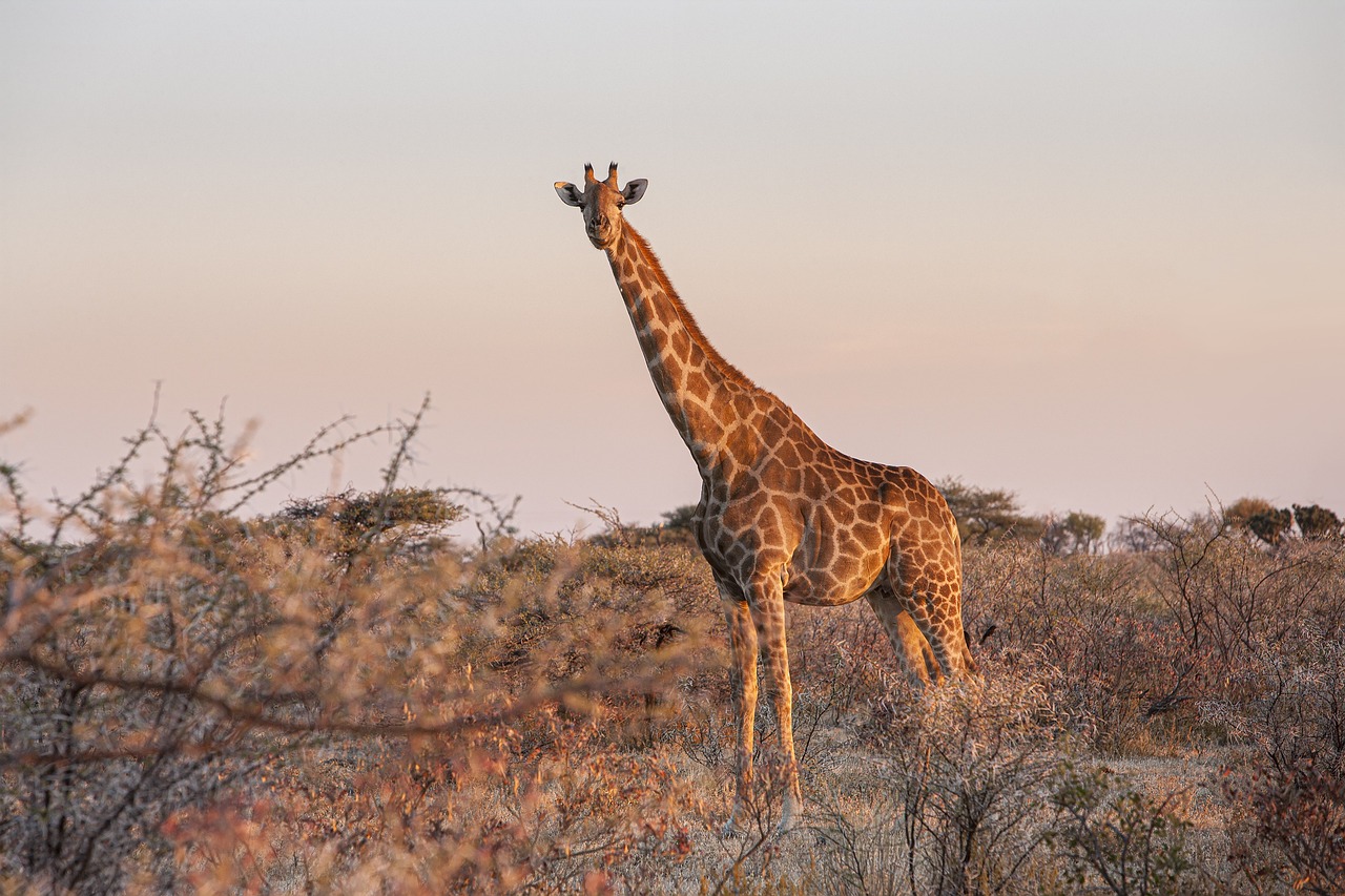 8-Day Classic Kenya Safari