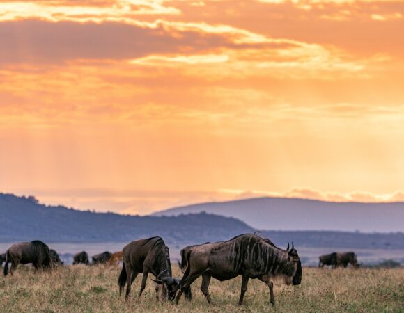 Best Travel Tips for Tanzania in 2025