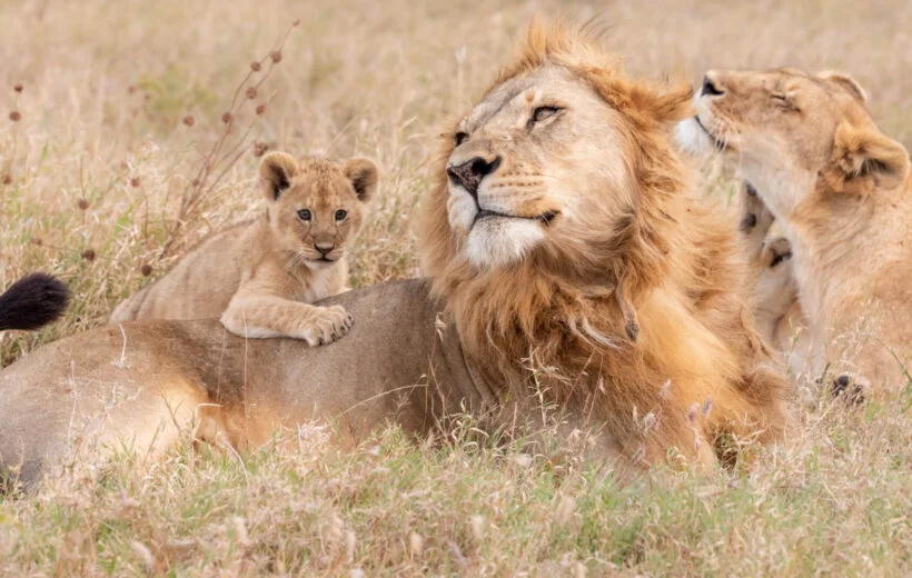 11-Day / 10-Night Honeymoon Safari & Zanzibar Journey (Tarangire, Manyara, Ngorongoro, Serengeti & Zanzibar)
