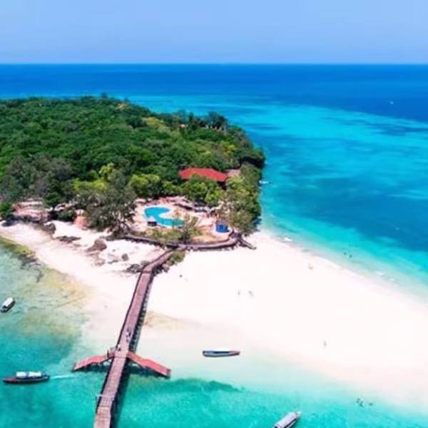 Zanzibar Red Colobus Monkey Tour | Jozani Forest & Mangrove Experience