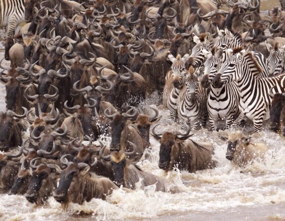 7-Day Wildebeest Migration Safari.