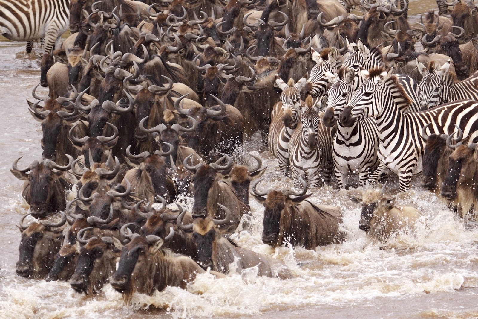 7-Day Wildebeest Migration Safari.