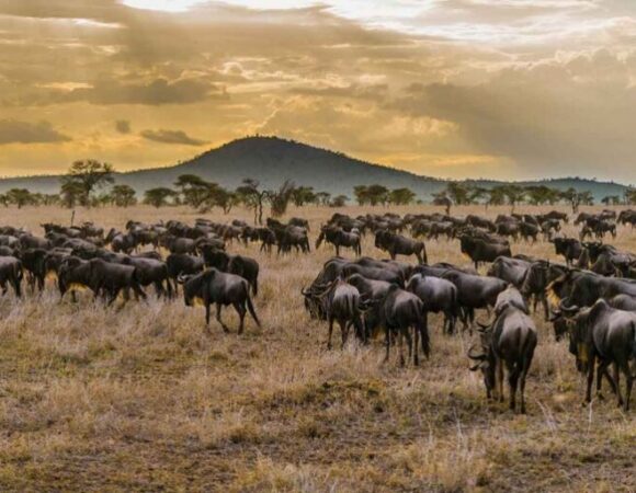 7 Days Wildebeest Great Migration Safari