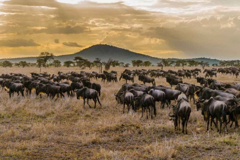 7 Days Wildebeest Great Migration Safari