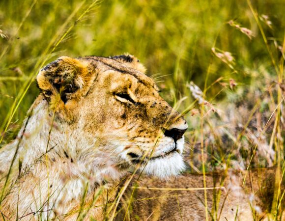 The Perfect Time for a Safari in Tanzania