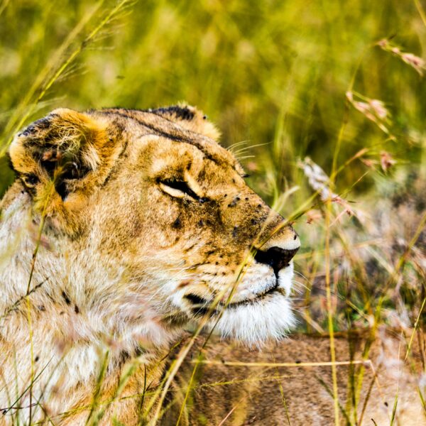 The Perfect Time for a Safari in Tanzania