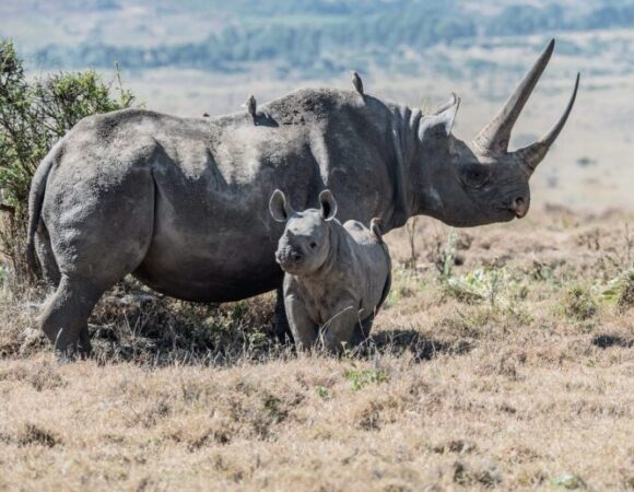 14-Day Kenya and Tanzania Family Safari