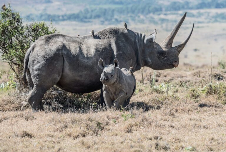 Kenya Tanzania Family Safari | 14-Day Wildlife Adventure for All Ages