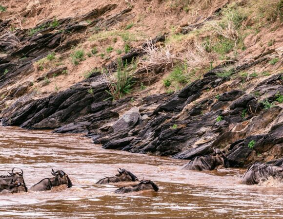 Luxury Tanzania Safari Zanzibar | 10-Day Premium Wildlife & Beach Escape