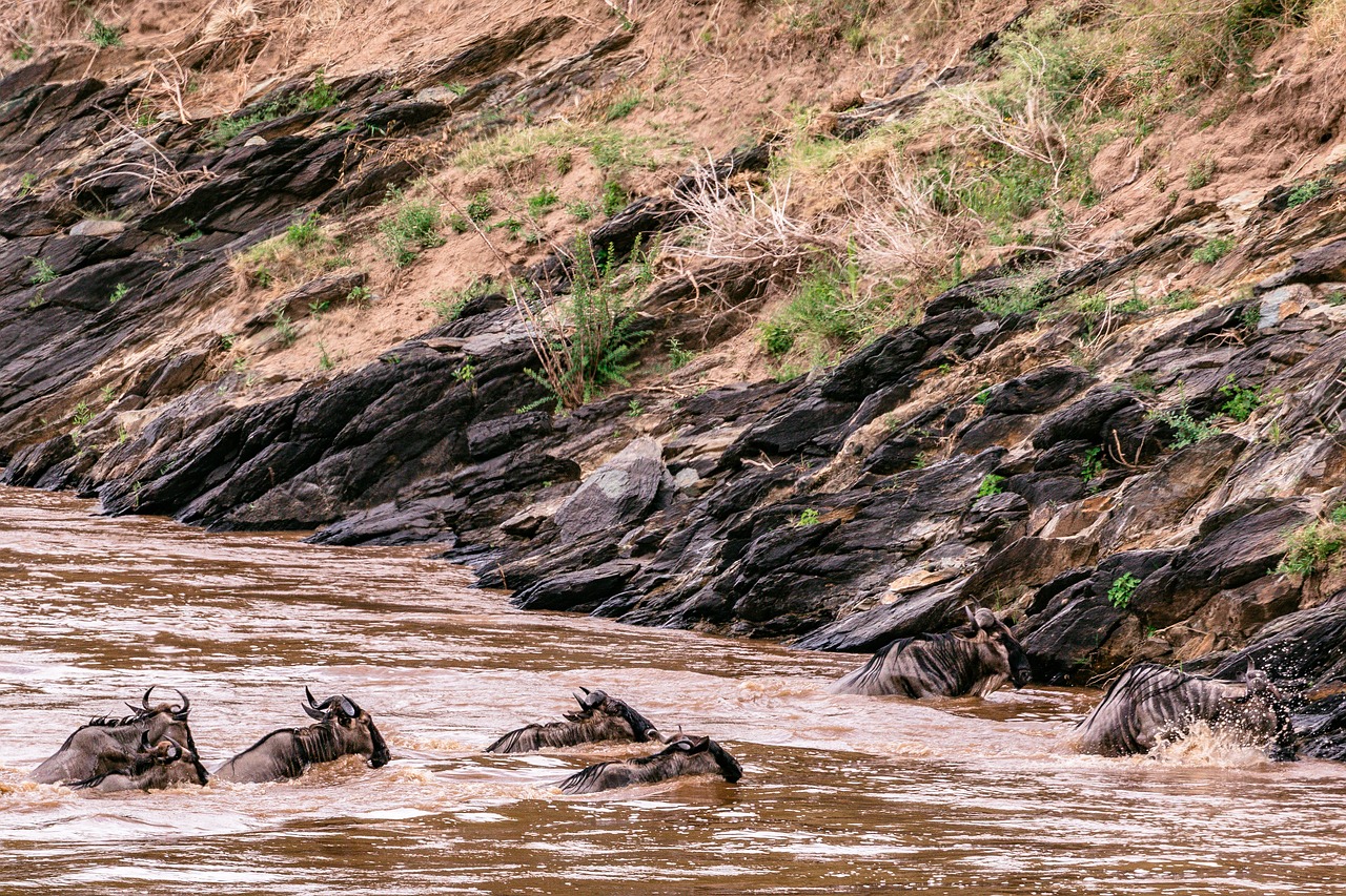 Luxury Tanzania Safari Zanzibar | 10-Day Premium Wildlife & Beach Escape