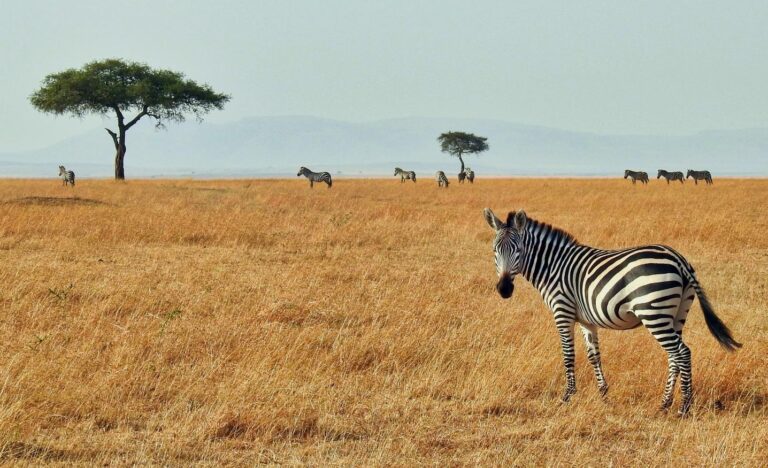 Northern Tanzania Safari,Lake Manyara National Park, Ngorongoro Crater & Tarangire National Park
