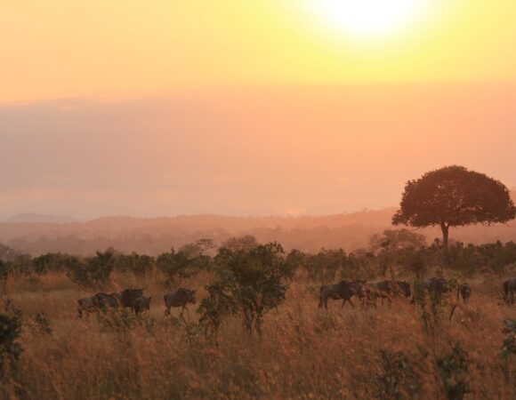 14 DAYS/ 13 NIGHTS HONEYMOON SAFARI + ZANZIBAR (Tarangire, Manyara, Ngorongoro, Serengeti & Zanzibar)