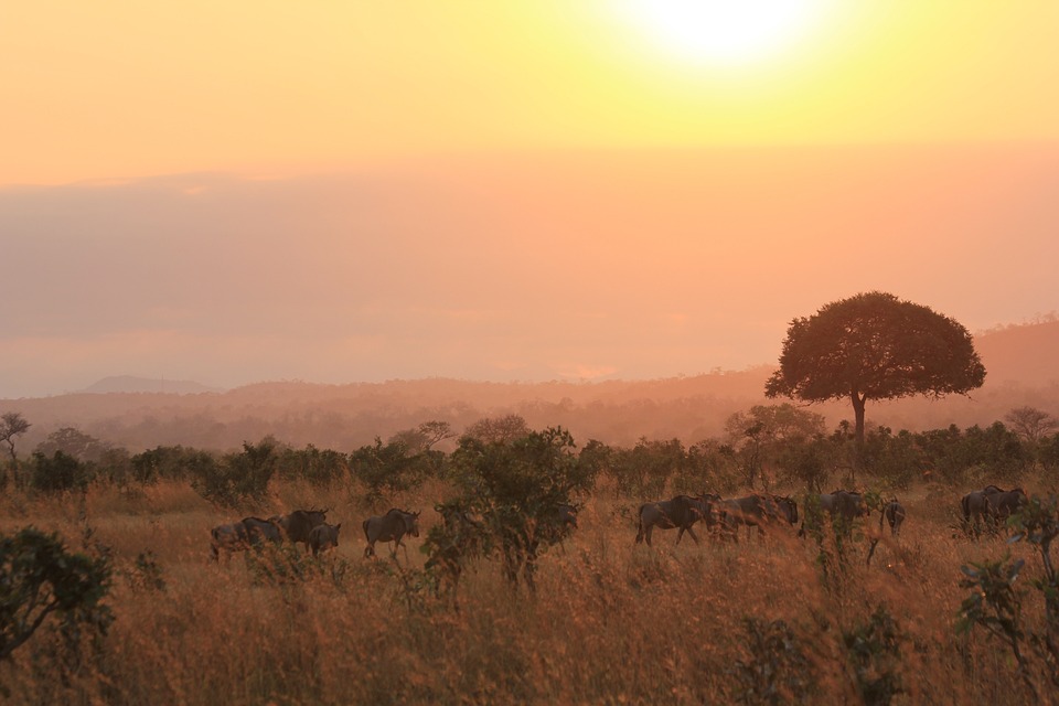 14 DAYS/ 13 NIGHTS HONEYMOON SAFARI + ZANZIBAR (Tarangire, Manyara, Ngorongoro, Serengeti & Zanzibar)