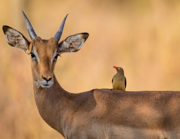 6 Days Nothern Tanzania Safari Lake Manyara, Serengeti and Ngorongoro Crater