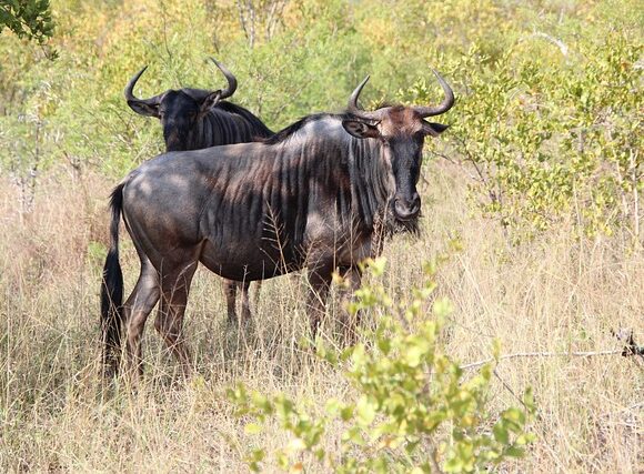 1-Day Tarangire Trip