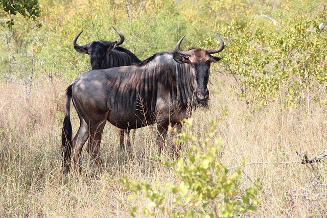 1-Day Tarangire Trip