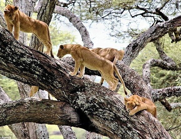 1 Day Lake Manyara National Park