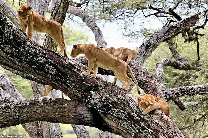 1 Day Lake Manyara National Park