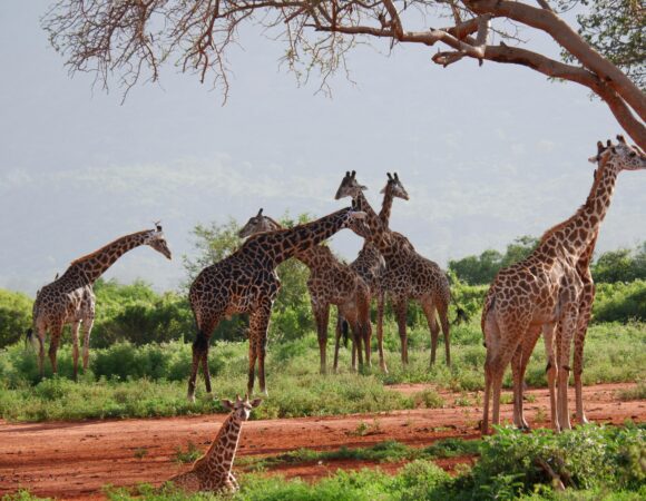 11 DAYS/ 10 NIGHTS SAFARI + ZANZIBAR (Tarangire, Manyara, Ngorongoro, Serengeti & Zanzibar)