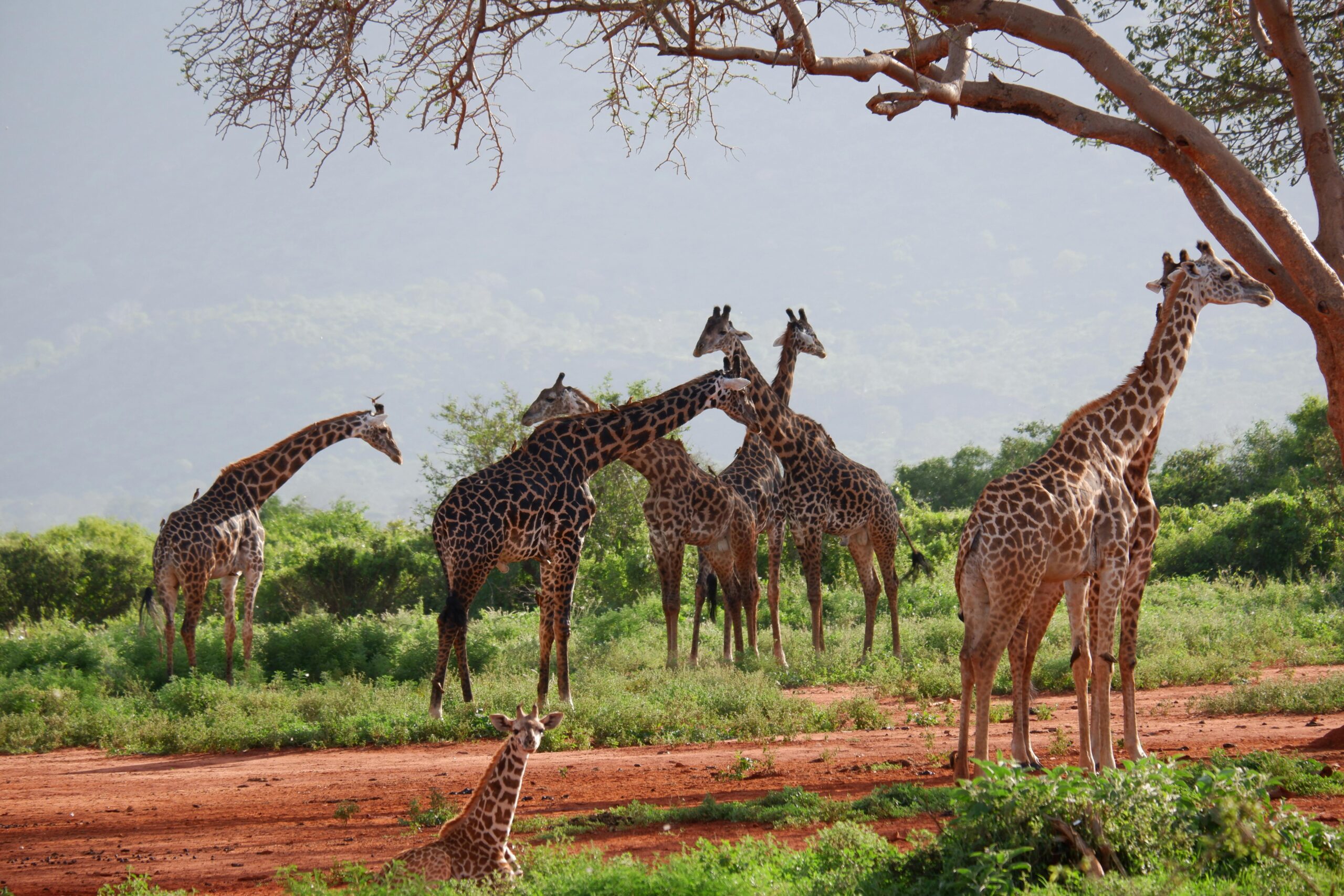 11 DAYS/ 10 NIGHTS SAFARI + ZANZIBAR (Tarangire, Manyara, Ngorongoro, Serengeti & Zanzibar)